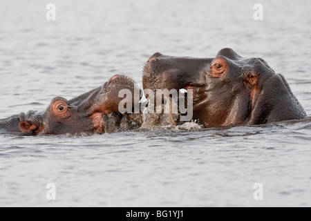 Groupe d'hippopotames sauvages à un trou d'eau. La photo a été prise dans le parc national de Chobe au Botswana. Banque D'Images