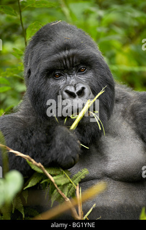 Gorille de montagne au dos argenté (Gorilla gorilla beringei), Groupe 13, le parc national des volcans, Rwanda, Afrique du Sud Banque D'Images