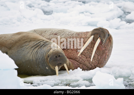 Deux morses (Odobenus rosmarus) sur la glace, Sjuyane Island, Îles Svalbard, Norvège, Europe, de l'Arctique Banque D'Images