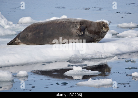 Le phoque barbu (Erignathus barbatus) sur la glace, Îles Svalbard, Norvège, Europe, de l'Arctique Banque D'Images