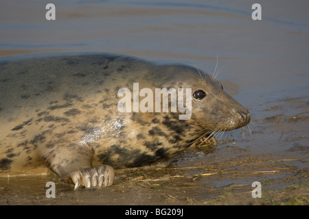 Observation des phoques gris femelles portant sur le marais salé, Donna Nook, Lincolnshire. Banque D'Images