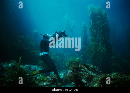 Terry Maas plongée libre forêt de varech géant cinéaste. Anacapa Isaland, CA - Océan Pacifique Banque D'Images