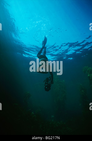 Terry Maas plongée libre forêt de varech géant cinéaste. Anacapa Isaland, CA - Océan Pacifique Banque D'Images