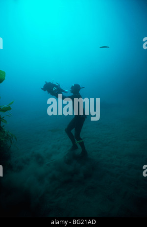 Terry Maas plongée libre forêt de varech géant cinéaste. Anacapa Isaland, CA - Océan Pacifique Banque D'Images