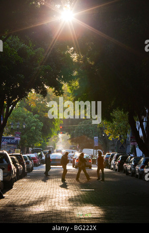 Rue bordée d'arbres, dans la Zona Rosa à Mexico Banque D'Images