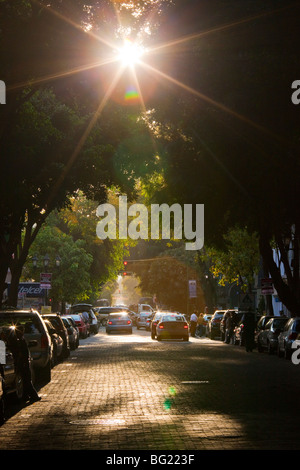 Rue bordée d'arbres, dans la Zona Rosa à Mexico Banque D'Images