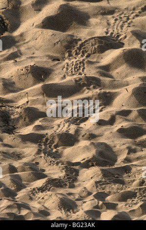 Les voies de bébé tortue caouanne (Caretta caretta) juste éclos hors du nid et fait son chemin vers la mer. Près de Laganas. Banque D'Images