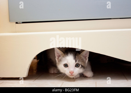 Un chaton jouant Banque D'Images