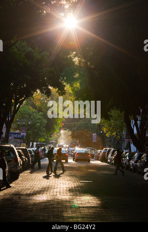 Rue bordée d'arbres, dans la Zona Rosa à Mexico Banque D'Images