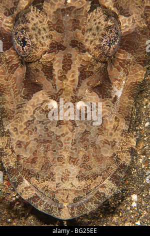 Cymbacephalus beauforti Flathead (Crocodile), le Détroit de Lembeh, au nord de Sulawesi, Indonésie Banque D'Images