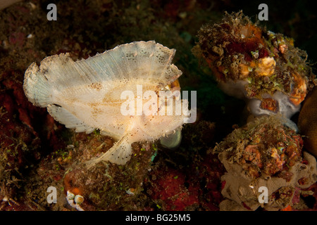 Taenianotus triacanthus Leaf Scorpionfish (blanc), variation, le Détroit de Lembeh, au nord de Sulawesi, Indonésie Banque D'Images