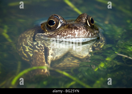 Seule grenouille rousse (Rana temporaria) close up et amélioré avec le flash dans l'étang directement à partir de l'avant Banque D'Images