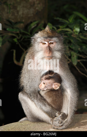 Une femelle macaque à longue queue, ou de manger du crabe le macaque, Macaca fascicularis, tenant son bébé. La forêt des singes sacrés, Ubud Bali Banque D'Images