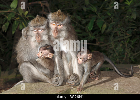 Deux femelles macaques à longue queue, ou de manger du crabe le macaque, Macaca fascicularis, avec des bébés. Banque D'Images