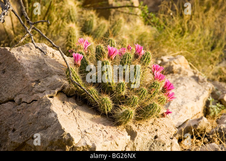 Cactus fraise fleurs à Big Bend National Park, TX Banque D'Images