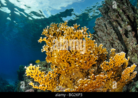 'Fire coral', Millepora dichotoma, Fonds sous-marins sur les récifs coralliens avec surface en vue, "Mer Rouge" Banque D'Images