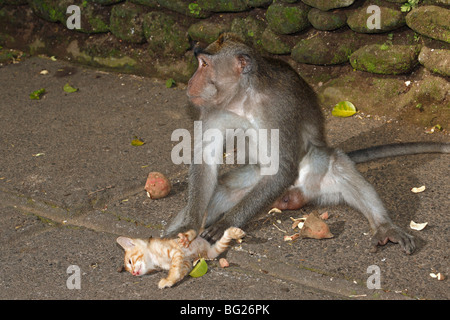 Jeune mâle macaque à longue queue, ou de manger du crabe le macaque, Macaca fascicularis a d'amitié avec un petit chaton qu'il prépare. Banque D'Images