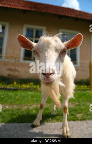 Dingo white Billy Goat regarder à l'extérieur de l'appareil photo en face du bâtiment sur une journée ensoleillée. Banque D'Images