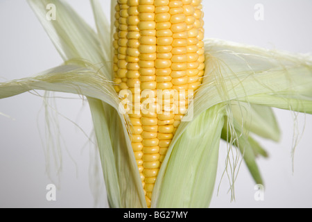 Épi de maïs (Zea mays) Banque D'Images