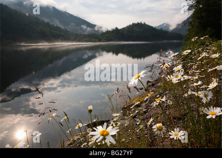 Marguerites (Chrysanthemum leucanthemum Oxeye) et Silver, Silver Lake Provincial Park, British Columbia, Canada Banque D'Images