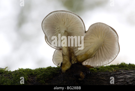 Champignons en porcelaine montrant le dessous des ouïes. Banque D'Images