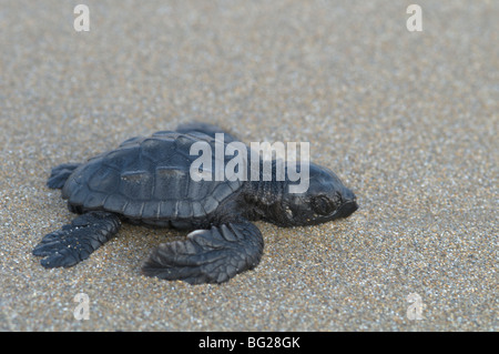 Bébé tortue caouanne (Caretta caretta) vient d'éclore du nid en faisant son chemin vers la mer, Zante. Zakynthos, île grecque. Octobre. Banque D'Images