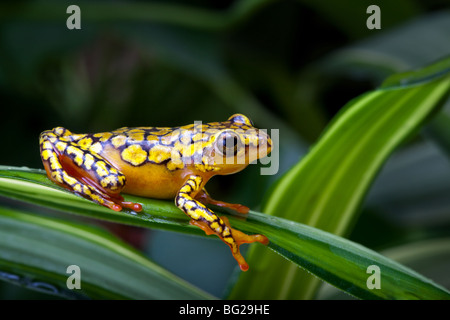 Les arlequins Poison Dart Frog ou Dendrobates histrionicus Banque D'Images