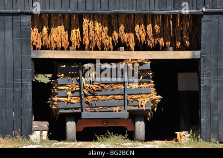 Le séchage du tabac Burley dans la grange et chargé sur un chariot Banque D'Images