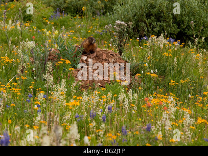 Yellow-bellied Marmot Marmota flaviventris parmi les fleurs dans la Rustler Gulch, Bells-Snowmass Marron Désert Banque D'Images