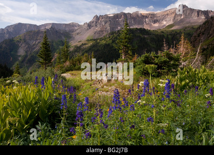 Les fleurs sauvages d'été y compris l'étage subalpin Larkspur Delphinium barbeyi en premier plan, Yankee Boy Basin Banque D'Images