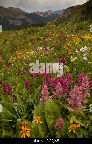 L'été spectaculaires fleurs alpines notamment Rosy paintbrush Castilleja rhexifolia, sur l'ours noir Col, montagnes San Juan Banque D'Images