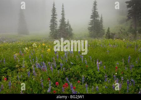 Belles fleurs sauvages alpines, y compris de lupins, pinceau, valériane, arnica etc, autour du lac, Col Tipsoo Chinook, Mt Rainier Banque D'Images