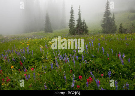 Belles fleurs sauvages alpines, y compris de lupins, pinceau, valériane, arnica etc, autour du lac, Col Tipsoo Chinook, Mt Rainier Banque D'Images