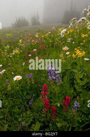 Belles fleurs sauvages alpines, y compris de lupins, pinceau, valériane, arnica etc, autour du lac, Col Tipsoo Chinook, Mt Rainier Banque D'Images