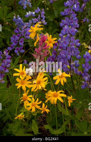 Fleurs de Montagne - Arnica anti-dicotylédones, Magenta Paintbrush, lupins, etc. ; Mount Rainier National Park, Washington Banque D'Images
