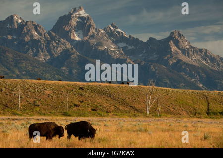 Troupeau de Bison bison bison, Bison ou dans le parc, Parc National de Grand Teton, Wyoming, USA, Amérique du Nord. Banque D'Images