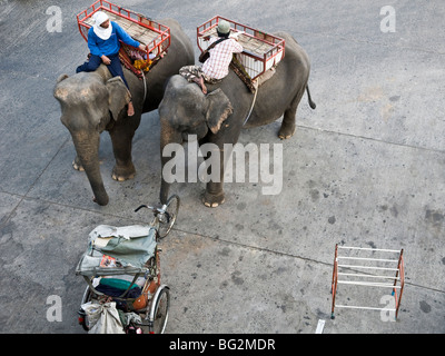 Les taxis de l'éléphant sont très actifs au cours de l'éléphant de Surin, le Roundup. Banque D'Images