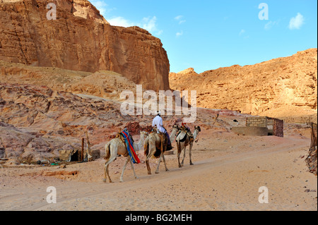 Les chameaux bédouin près de Ain Hudra Oasis, Wadi Meghesa, South Sinai, Egypt Banque D'Images