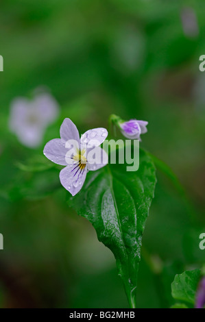 Viola canadensis Canadian white violet Violet grand blanc de printemps Canada wildflower Great Smoky Mountains National Park Utah Banque D'Images