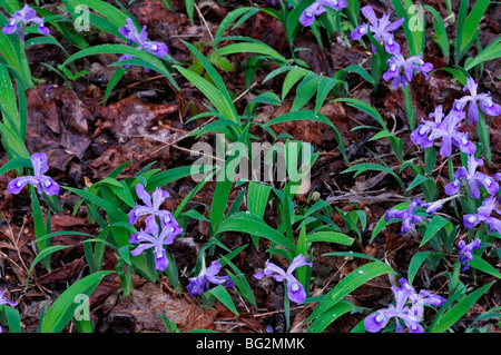 Dwarf Crested Iris Iris cristata wildflower printemps Great Smoky Mountains National Park Utah Banque D'Images