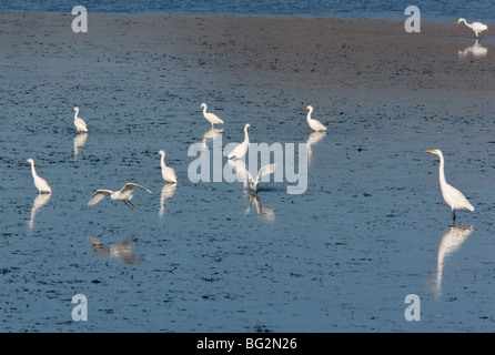 L'Aigrette neigeuse Egretta thula et Grande Aigrette Ardea alba sur les vasières, en Californie, aux États-Unis. Banque D'Images