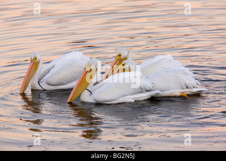 Groupe de Pélicans d'Amérique Pelecanus erythrorhynchos, nourrir collectivement au coucher du soleil ; Bodega Bay, Californie, Banque D'Images