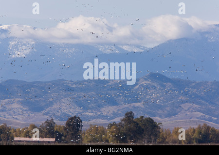 Bande d'Oies de Ross Chen rossii et l'oie des neiges (Chen caerulescens) en vol, à Sacramento National Wildlife Reserve Banque D'Images