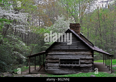 Noah Bud Ogle place cottage homestead house white printemps cornouiller à côté de LeConte Creek Great Smoky Mountain National Park USA Banque D'Images