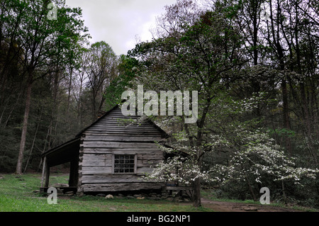 Noah Bud Ogle place cottage homestead house white printemps cornouiller à côté de LeConte Creek Great Smoky Mountain National Park USA Banque D'Images