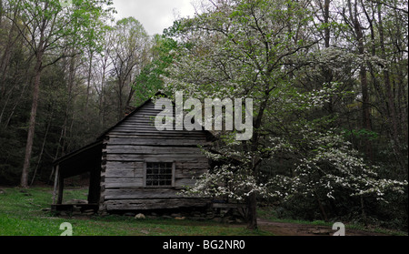 Noah Bud Ogle place cottage homestead house white printemps cornouiller à côté de LeConte Creek Great Smoky Mountain National Park USA Banque D'Images