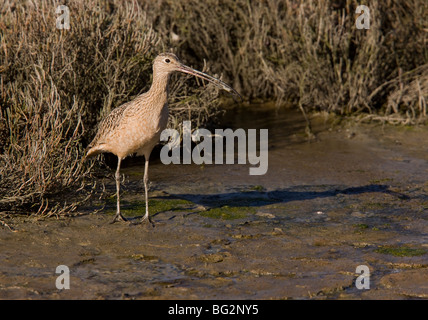 Courlis à long bec Numenius americanus se nourrir dans les vasières et marais salants, California, United States Banque D'Images