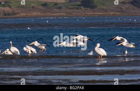 Groupe de Pélicans d'Amérique Pelecanus erythrorhynchos, en vol, Bodega Bay, California, United States Banque D'Images