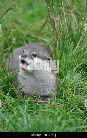 Courte asiatique otter Aonyx cinerea griffus Banque D'Images