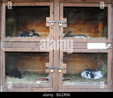 Les lapins de clapier Banque D'Images